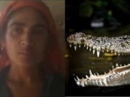Crocodile Attack a Woman in India – Crocodile Attack India video Crocodile Attack India video, Crocodile Attack a Woman in India video. a 35-year-old woman who is taking a bath somewhere in Indiana River