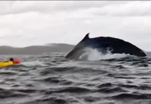 A humpback whale swallows kayaker and Spits Out in Chilean Patagonia A humpback whale briefly swallows kayaker and Spits Out in Chilean Patagonia