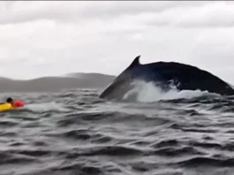 A humpback whale swallows kayaker and Spits Out in Chilean Patagonia A humpback whale briefly swallows kayaker and Spits Out in Chilean Patagonia