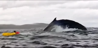 A humpback whale swallows kayaker and Spits Out in Chilean Patagonia A humpback whale briefly swallows kayaker and Spits Out in Chilean Patagonia