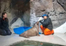 Orphaned Baby Walrus Saved from Alaska After Surviving Arctic Storm and Polar Bears Fated for Life in Human Care An orphaned baby walrus named Annautaq survived an Arctic storm