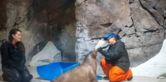 Orphaned Baby Walrus Saved from Alaska After Surviving Arctic Storm and Polar Bears Fated for Life in Human Care An orphaned baby walrus named Annautaq survived an Arctic storm