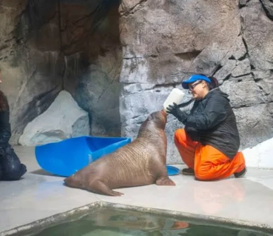 Orphaned Baby Walrus Saved from Alaska After Surviving Arctic Storm and Polar Bears Fated for Life in Human Care An orphaned baby walrus named Annautaq survived an Arctic storm